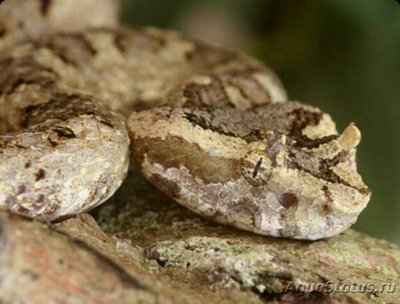 Куфия рогатая​ (Prot­obothrops cornutus/T­rimeresurus cornutu)