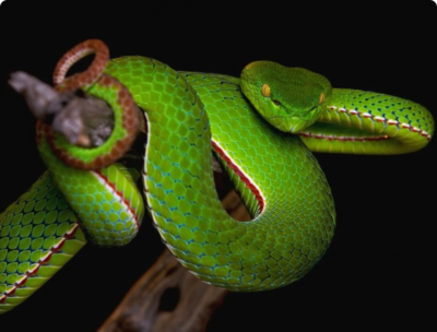 Фото Куфия китайская​ Trimeresurus stejnegeri  (photo#127554)