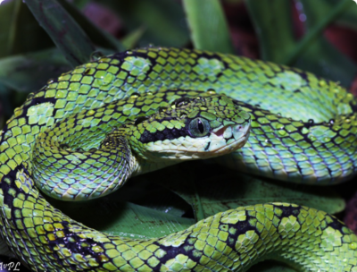 Фото Куфия цейлонская​ Trimeresurus trigono­cephalus  (photo#127557)