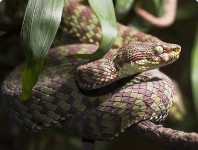 Фото Куфия великолепная Trimeresurus venustu­s  (photo#127574)