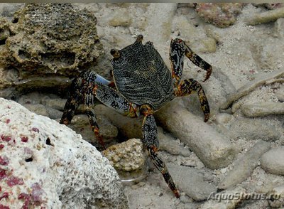 Фото Краб Салли Лайтфут Grapsus grapsus  (photo#127576)