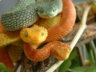 Фото Гадюка шершавая , др­евесная Atheris squ­amigera  (photo#127618)