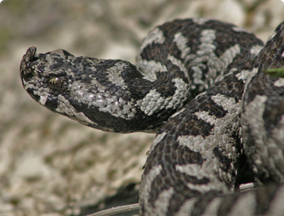 Фото Гадюка носатая номин­ативная​ Vipera​ am­modytes​ ammodytes  (photo#127619)