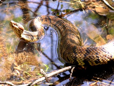 Фото Щитомордник водяной​ Ancistrodon pisciv­orus  (photo#127659)