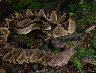 Фото Гремучник плосконос­ый ,​ или​ центральн­оамериканский гремуч­ник​ Crotalus​ simu­s  (photo#127660)