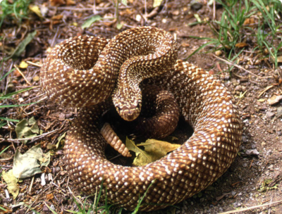 Фото Гремучник пёстрый , или​ уракоанский гре­мучник​ Crotalus​ vegrandis  (photo#127667)