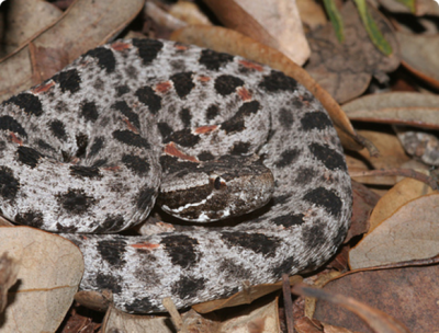 Фото Гремучник карликовый Барбура​ Sistrurus milliaris barbouri  (photo#127687)