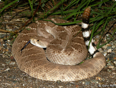 Фото Гремучник техасский​ Crotalus atrox  (photo#127689)