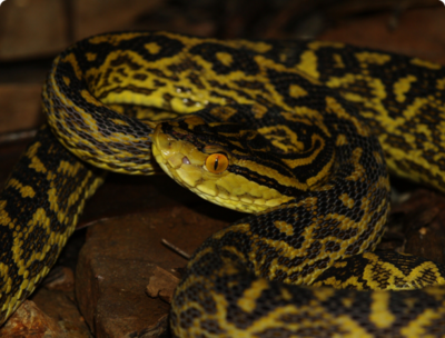 Фото Хабу​ Protobothrops flavoviridis  (photo#127696)