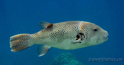 Фото Аротрон звездчатый Arothron stellatus  (photo#127804)