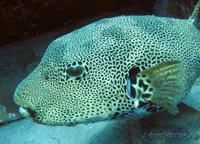 Аротрон звездчатый  (Arothron stellatus)