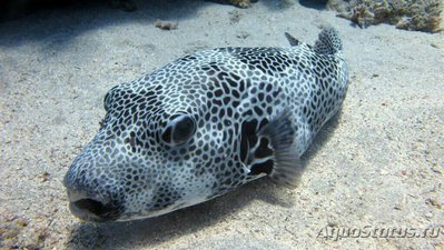 Аротрон звездчатый  (Arothron stellatus)