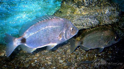 Диплодус , или Морс­кой карась-ласкирь , или Сарг (Diplodus annularis)