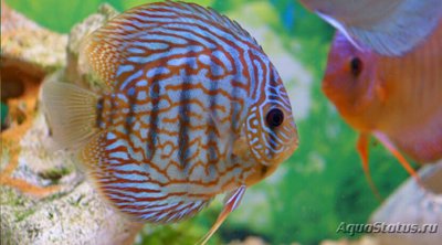 Фото Дискус голубой алмаз ​ Blue Diamond Discus  (photo#127813)