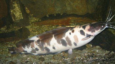 Фото Сом клариас, мешкож­аберный сом Clarias bat­rachus  (photo#127822)