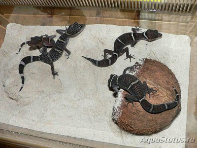 Фото Эу­блефар Китайский ле­опардовый, или вьетнамский эублефар Goniurosaurus luii  (photo#127833)