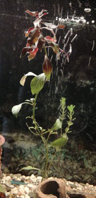 Опознание аквариумных растений - IMG-20201013-WA0003.jpg