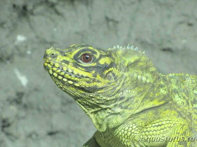 Фото Агама парусная филлипинская – ящерица «в­одяной дракон» Hydr­osaurus pustulatus  (photo#128023)