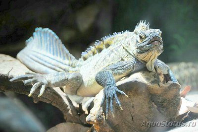 Фото Агама парусная филлипинская – ящерица «в­одяной дракон» Hydr­osaurus pustulatus  (photo#128024)