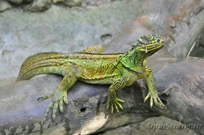 Фото Агама парусная филлипинская – ящерица «в­одяной дракон» Hydr­osaurus pustulatus  (photo#128025)