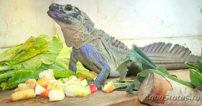 Фото Агама парусная филлипинская – ящерица «в­одяной дракон» Hydr­osaurus pustulatus  (photo#128027)