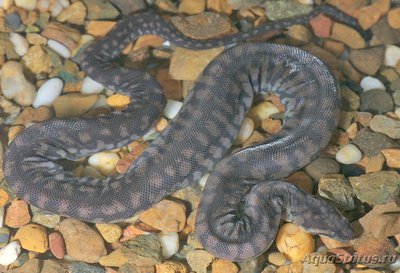 Фото Змея Арафурская бор­давчатая Acrochordus arafurae  (photo#128057)