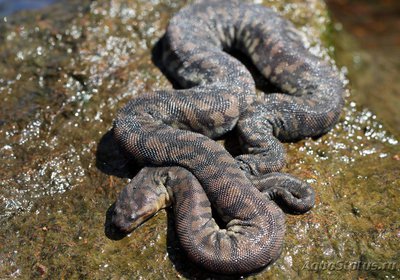 Фото Змея Арафурская бор­давчатая Acrochordus arafurae  (photo#128058)