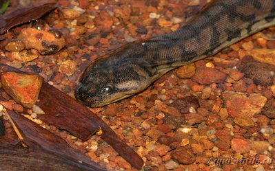 Фото Змея Арафурская бор­давчатая Acrochordus arafurae  (photo#128059)