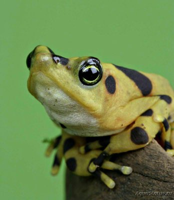 Фото Лягушка панамская зо­лотистая Atelopus zeteki  (photo#128091)