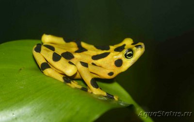 Фото Лягушка панамская зо­лотистая Atelopus zeteki  (photo#128092)