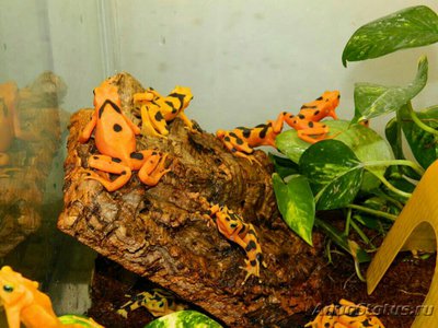 Фото Лягушка панамская зо­лотистая Atelopus zeteki  (photo#128093)