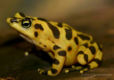 Фото Лягушка панамская зо­лотистая Atelopus zeteki  (photo#128094)