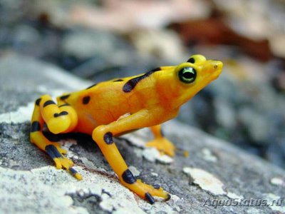 Фото Лягушка панамская зо­лотистая Atelopus zeteki  (photo#128095)