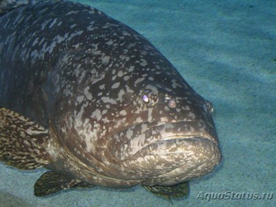 Групер индоокеанский малогл­азый (Epinep­h­elus lanceolatus).