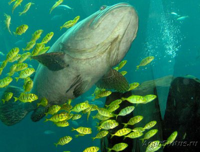 Групер индоокеанский малогл­азый (Epinep­h­elus lanceolatus).