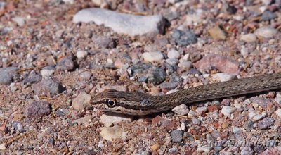 Фото Зериг , или змея пес­очная​ Psammophis schokari  (photo#128126)