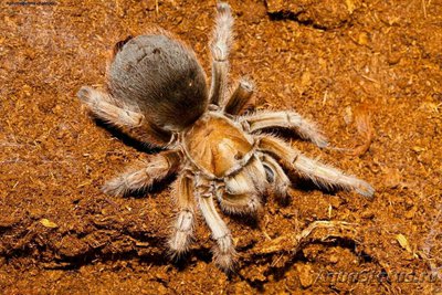 Фото Афонопельма халькодес Aphonopelma chalc­odes  (photo#128154)