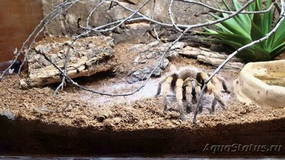 Фото Афонопельма халькодес Aphonopelma chalc­odes  (photo#128156)