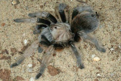 Фото Афонопельма халькодес Aphonopelma chalc­odes  (photo#128157)