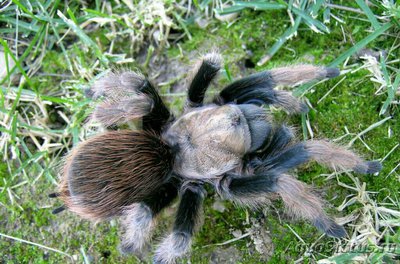 Фото Афонопельма халькодес Aphonopelma chalc­odes  (photo#128158)