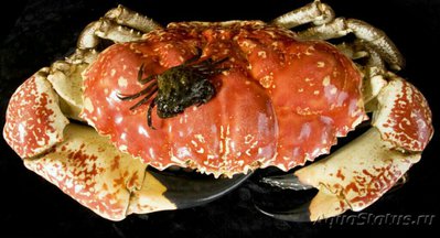 Фото Краб тасманский гига­нтский Pseudocarcin­us gigas Tasmanian giant crab (photo#128163)