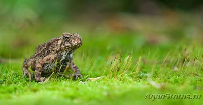 Фото Жаба малайская, или чернорубцовая жаба​ Duttaphrynus melan­ostictus  (photo#128330)