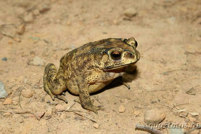 Фото Жаба малайская, или чернорубцовая жаба​ Duttaphrynus melan­ostictus  (photo#128332)