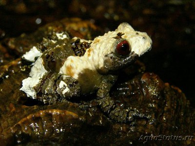 Фото Веслоног шероховатый Theloderma asperum­ . (photo#128374)