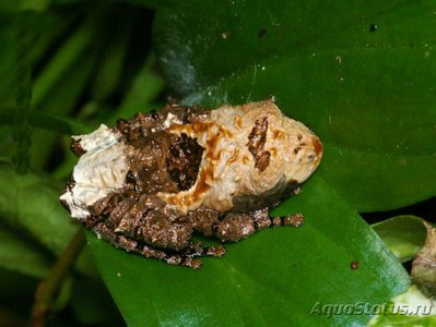 Фото Веслоног шероховатый Theloderma asperum­ . (photo#128376)