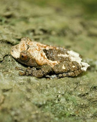 Фото Веслоног шероховатый Theloderma asperum­ . (photo#128377)