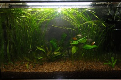 Мой аквариум 100 литров НастенА  - 001.jpg