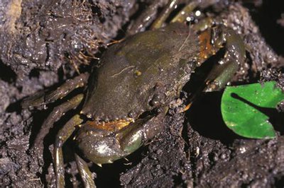 Фото Сцилла пильчатая ​ Scylla serrata  (photo#128644)