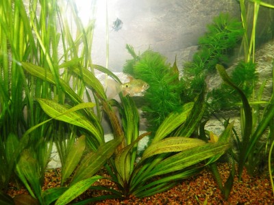 Мой аквариум 100 литров НастенА  - 034.jpg