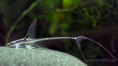 Фото Сом панамский осетровый Sturisoma Panamense  (photo#128700)